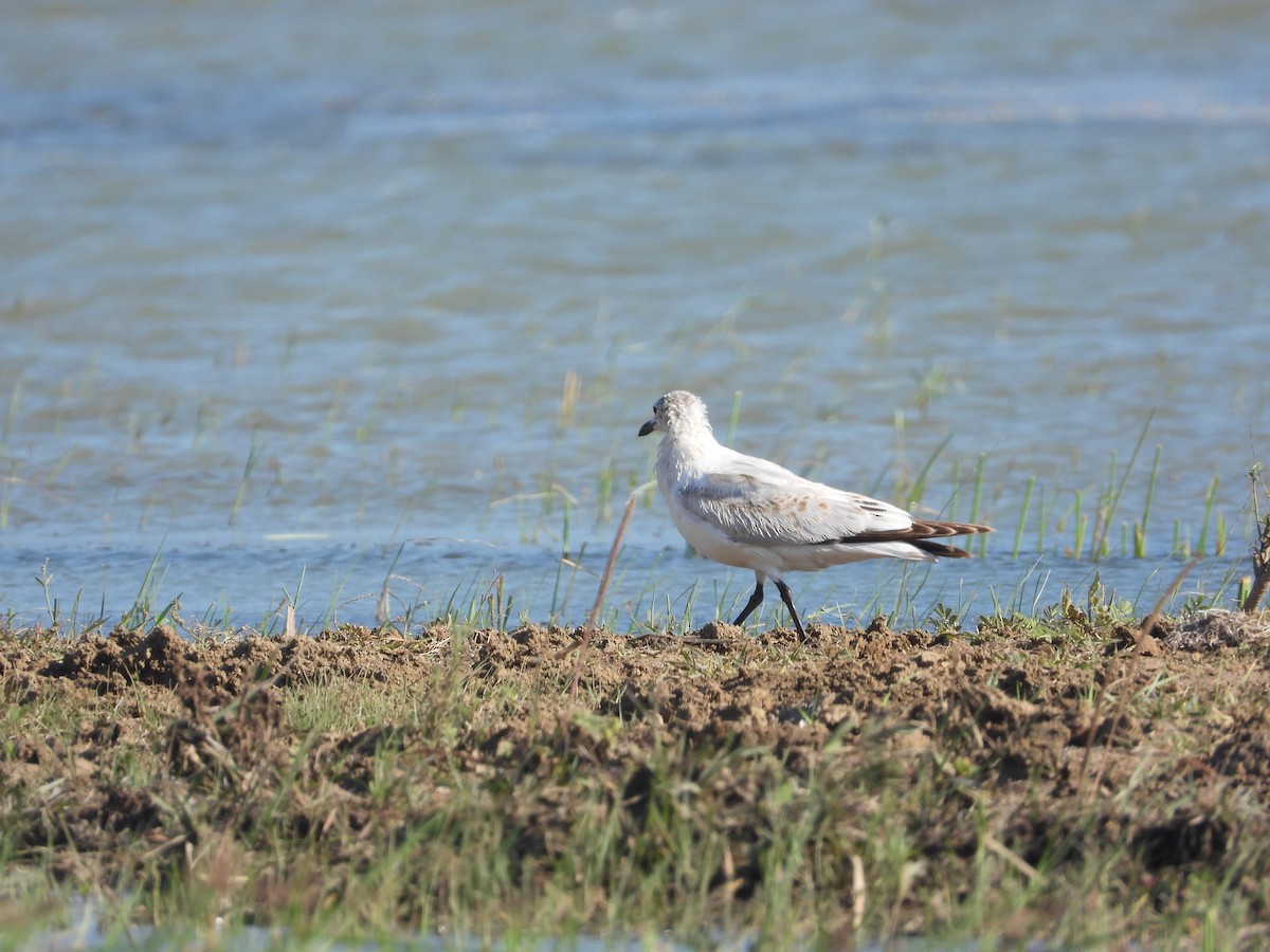 Relict Gull - ML364768851