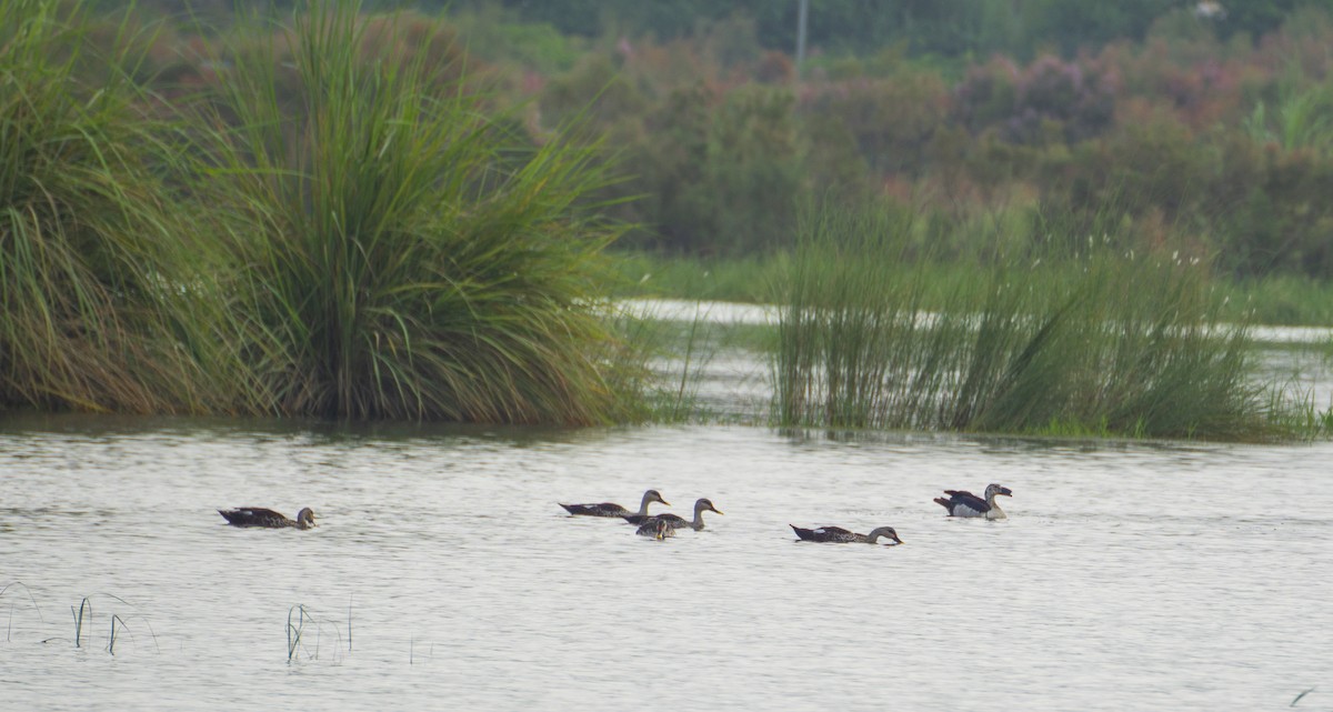 Indian Spot-billed Duck - ML364773871