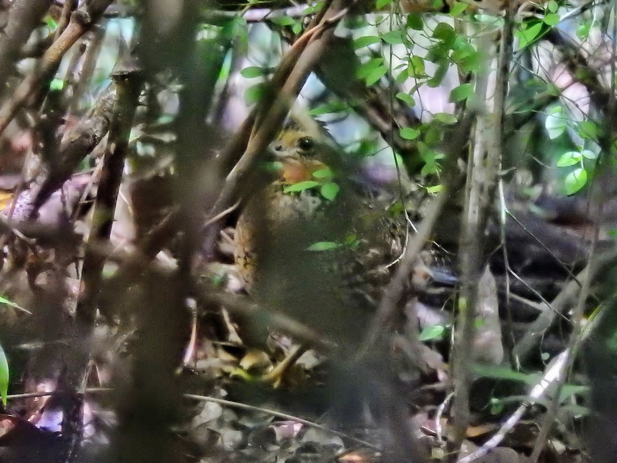Northern Bobwhite - ML364774241