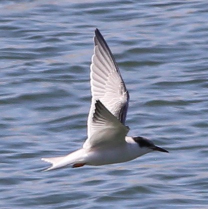 Common Tern - ML36477691