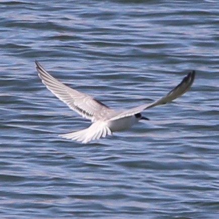 Common Tern - ML36477701
