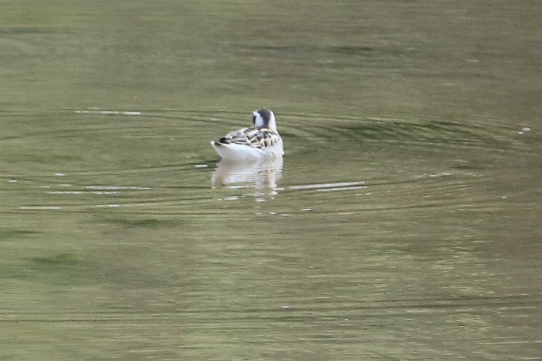 Red-necked Phalarope - ML364777401