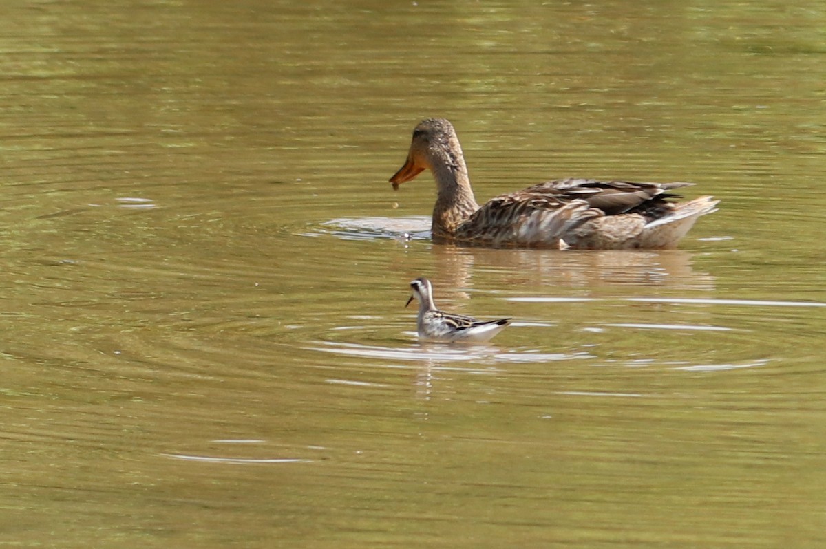 Red-necked Phalarope - ML364777511