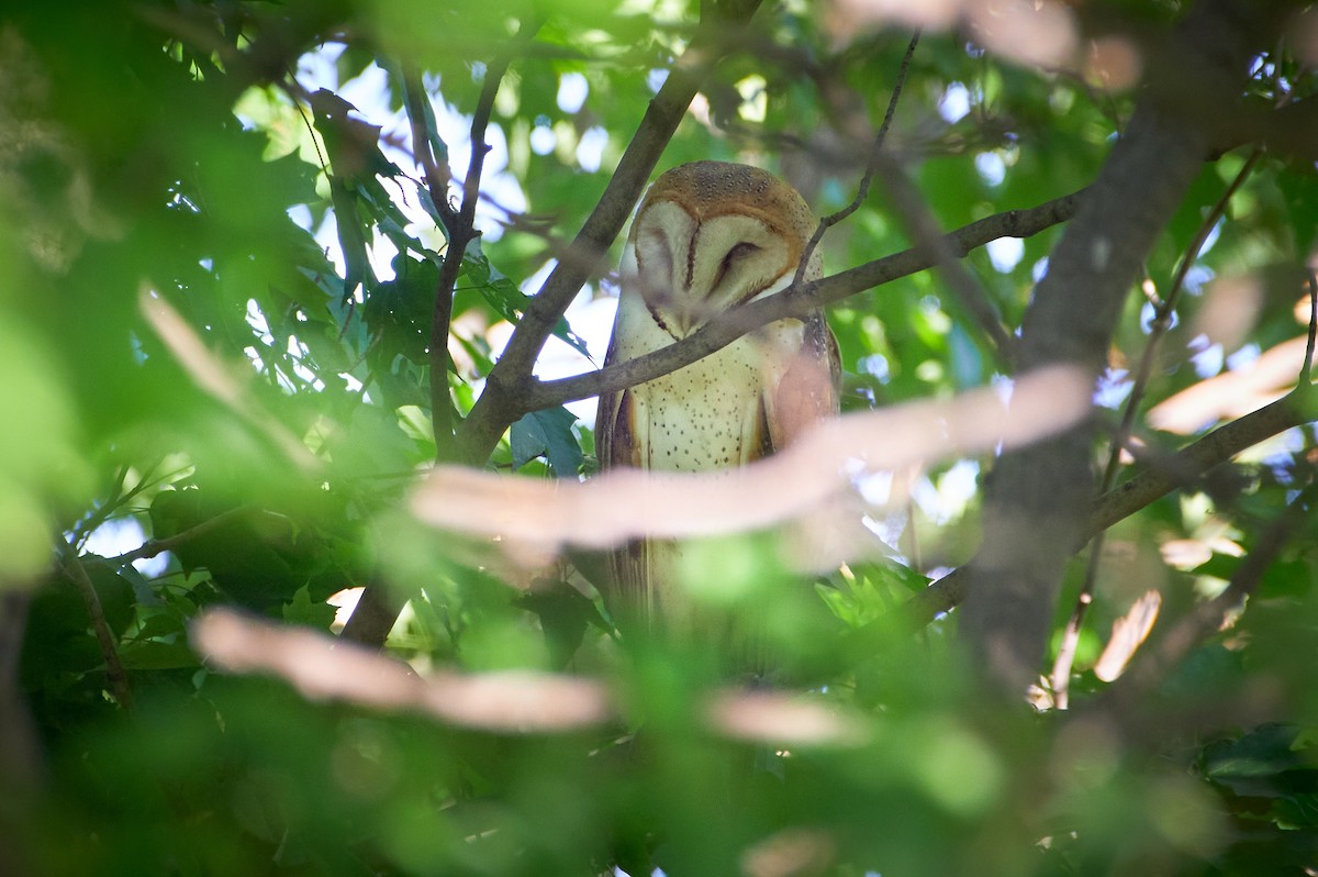 American Barn Owl - ML364777681