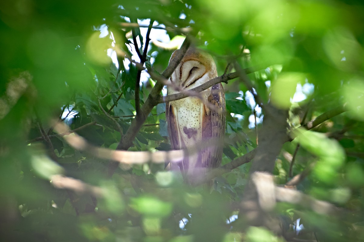 American Barn Owl - ML364777691