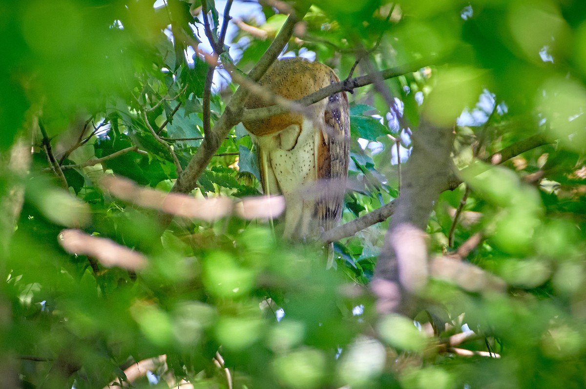 American Barn Owl - ML364777701