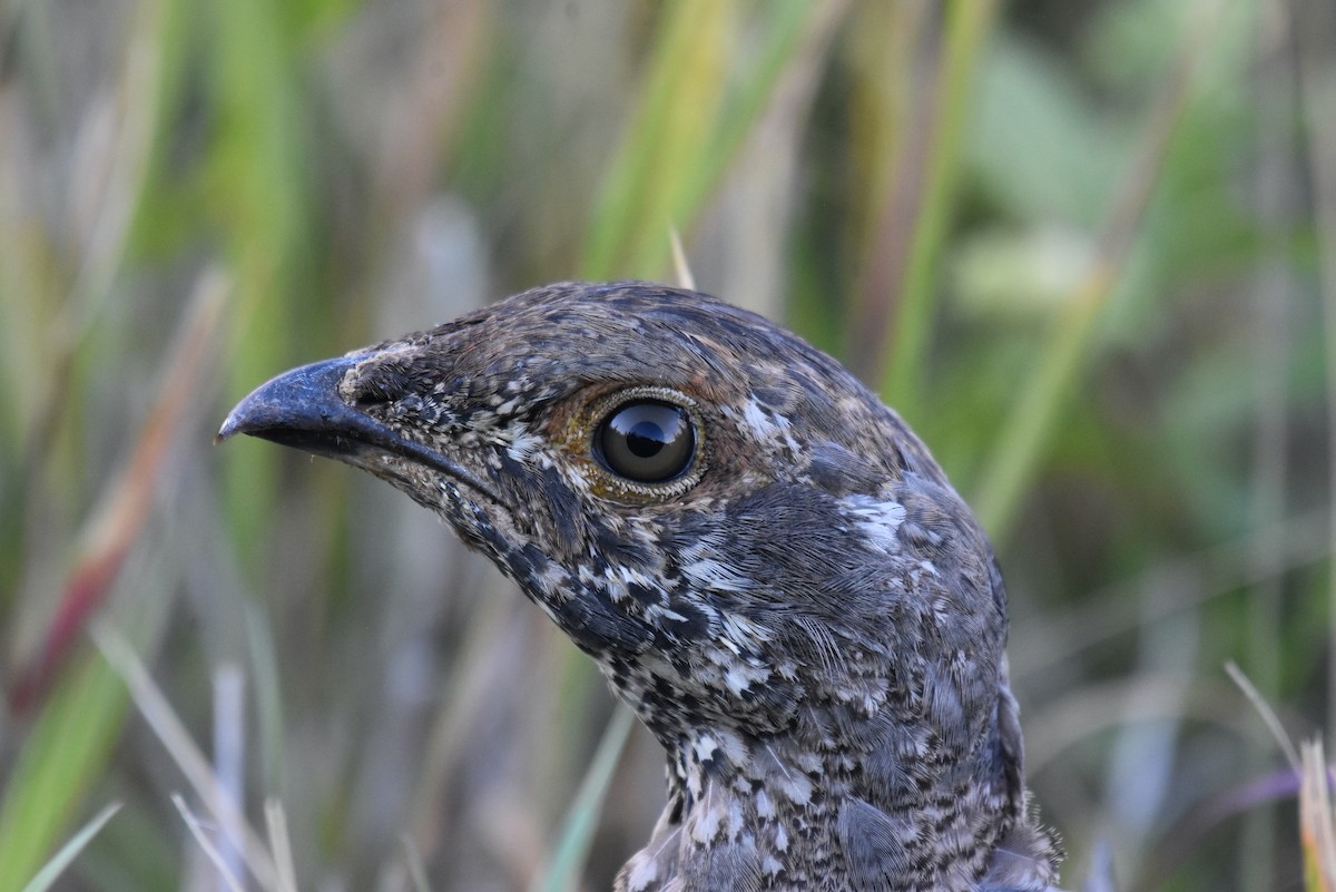 Dusky Grouse - ML364777791