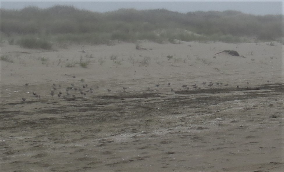 Black-bellied Plover - Pam Otley