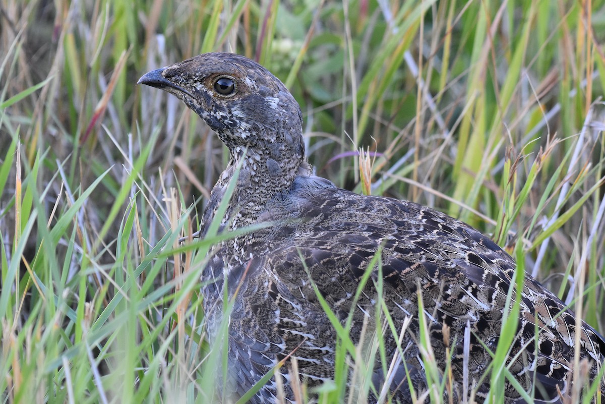 Dusky Grouse - ML364777891