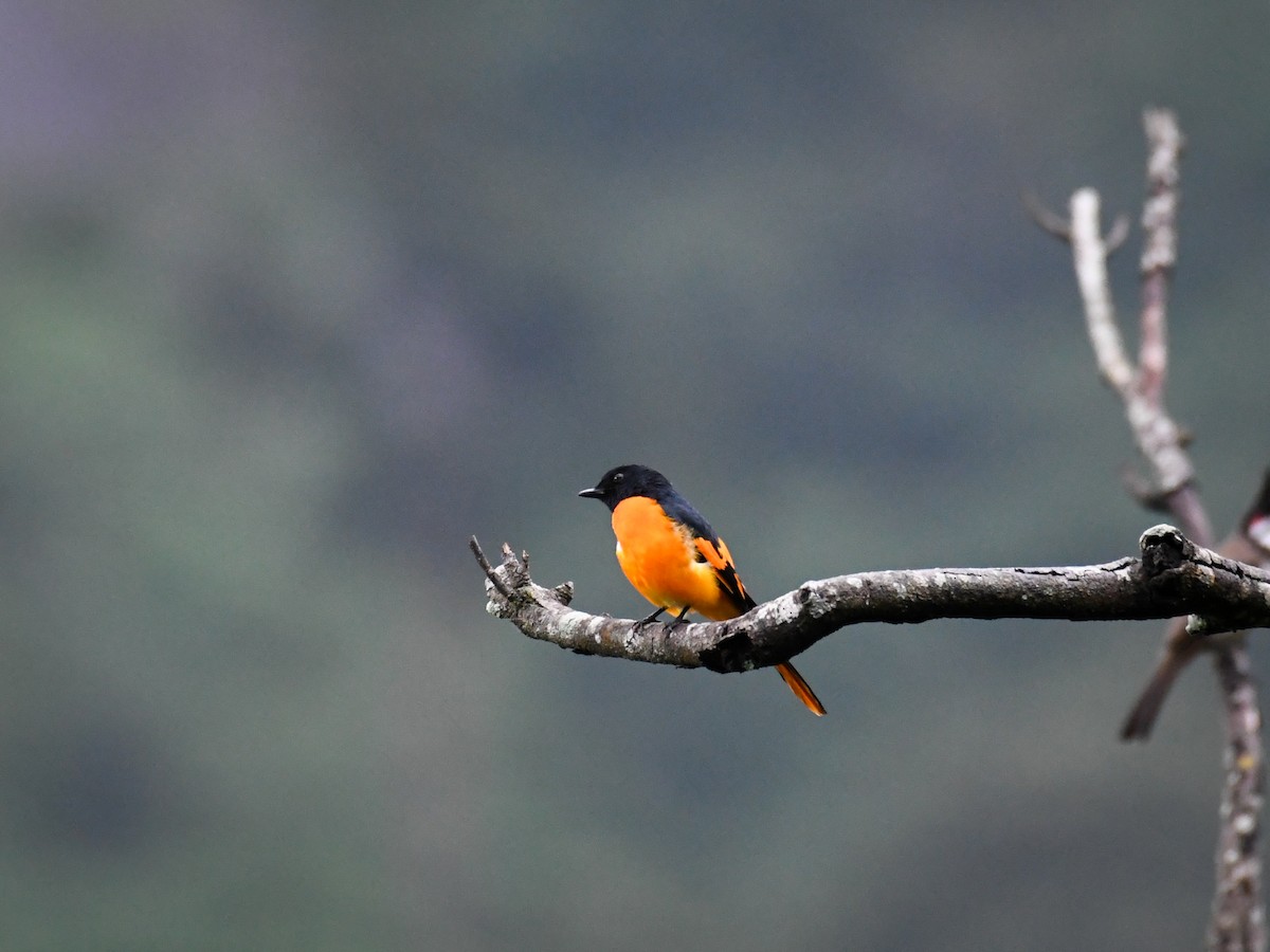 Orange Minivet - Vivek Sudhakaran