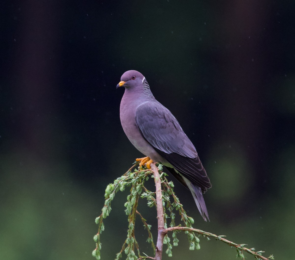 Band-tailed Pigeon - Liam Ragan