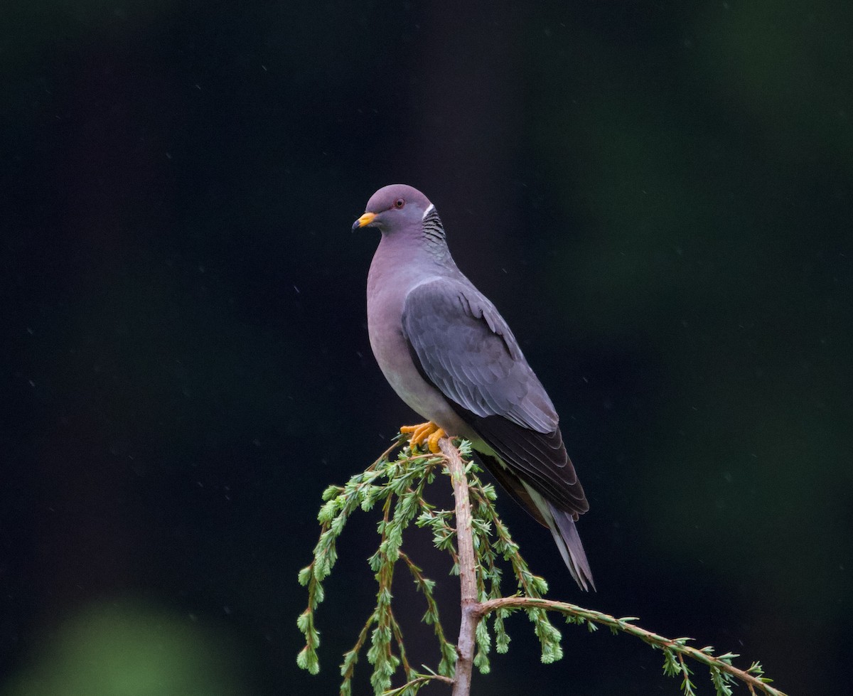 Band-tailed Pigeon - Liam Ragan