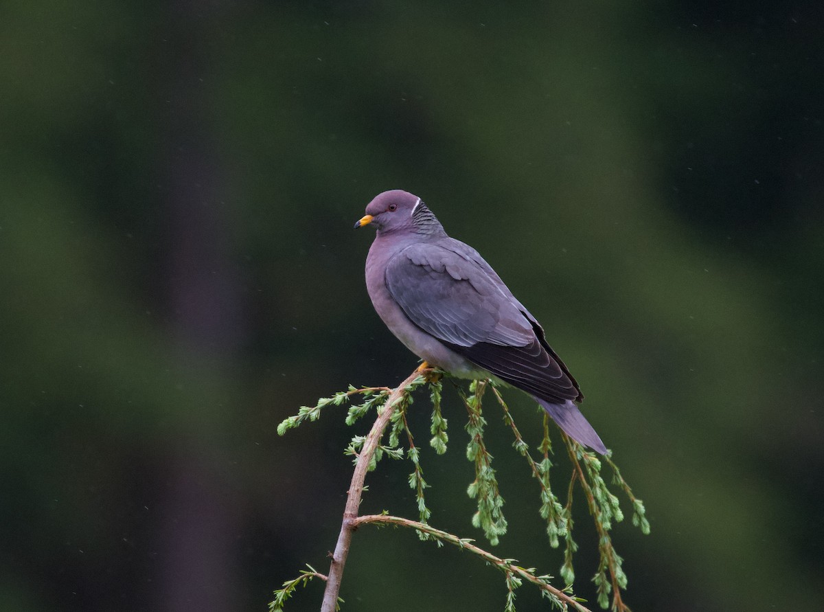Band-tailed Pigeon - ML364782351