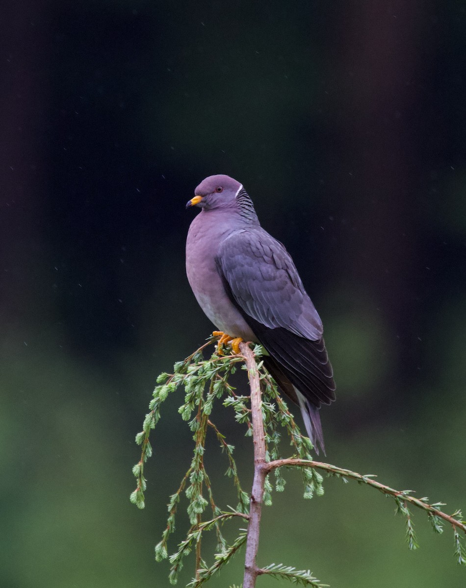 Band-tailed Pigeon - ML364782841
