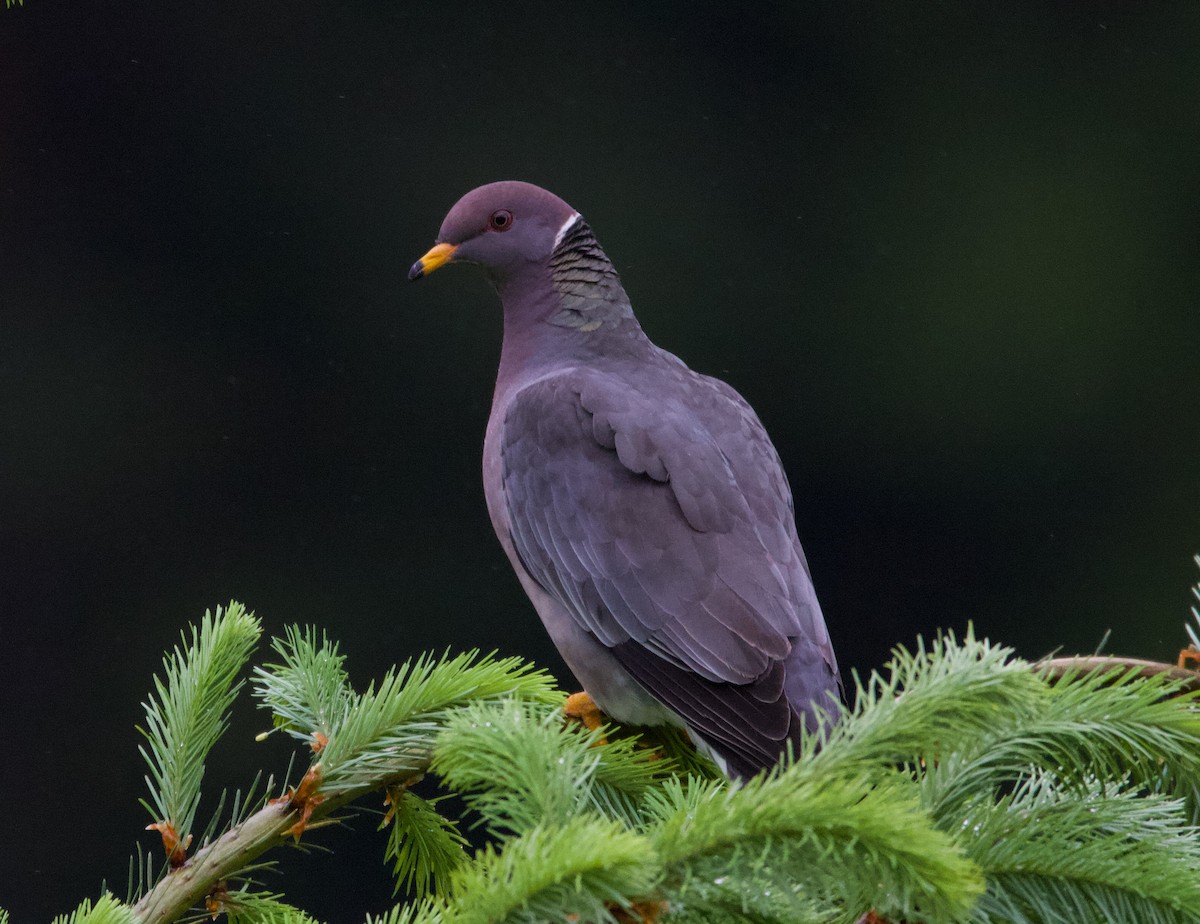 Band-tailed Pigeon - ML364782991