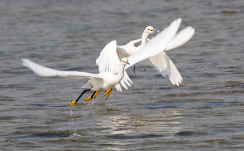 Snowy Egret - ML364783061