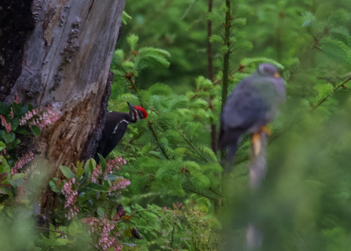 Pileated Woodpecker - ML364783111