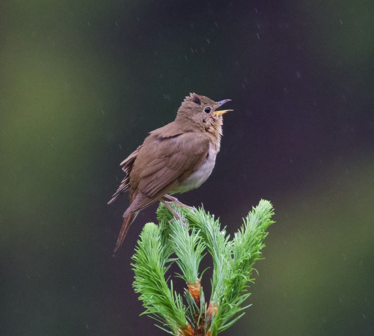 Swainson's Thrush (Russet-backed) - ML364783201