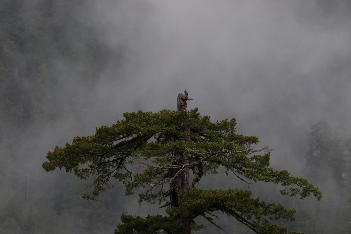 Band-tailed Pigeon - ML364783411