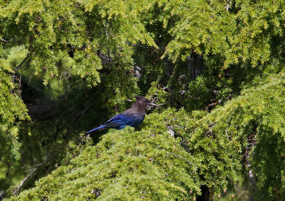 Steller's Jay (Coastal) - ML364783501