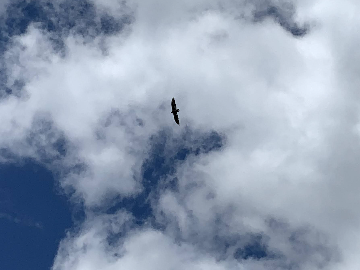 Turkey Vulture - ML364783781