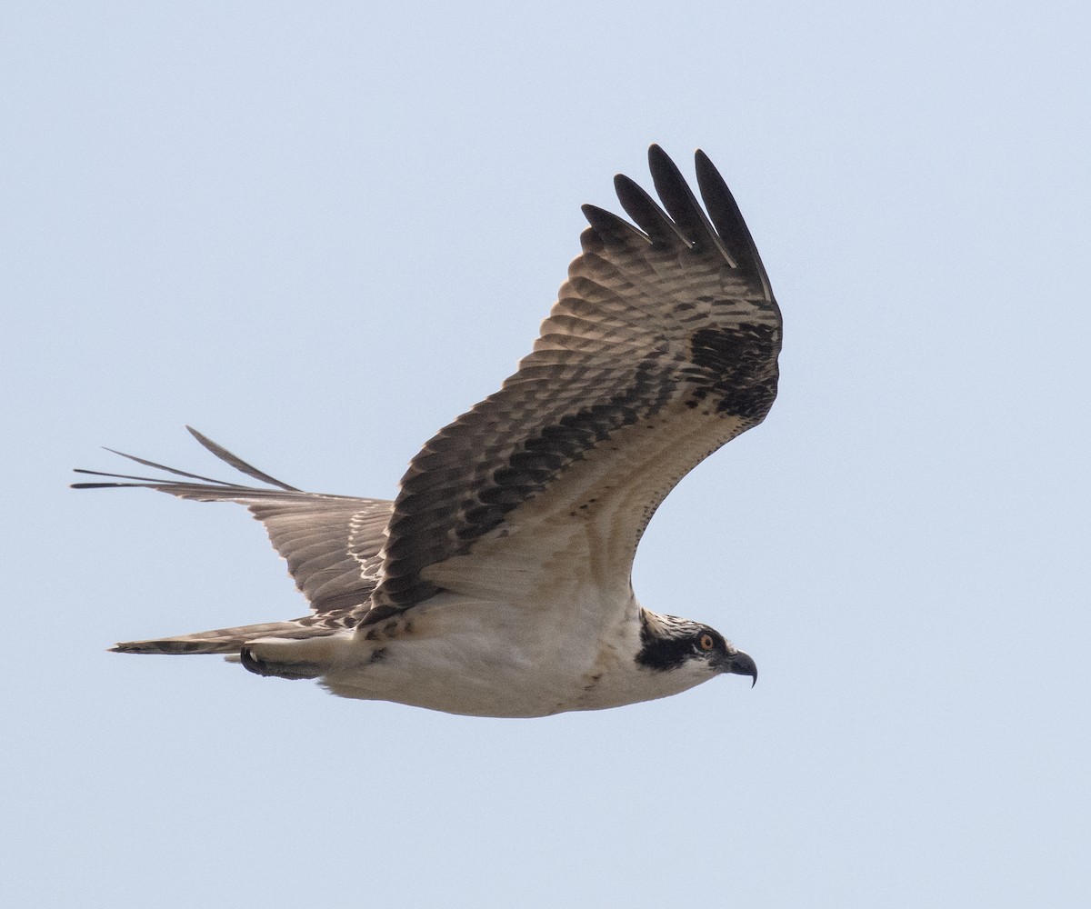 Águila Pescadora - ML364784251