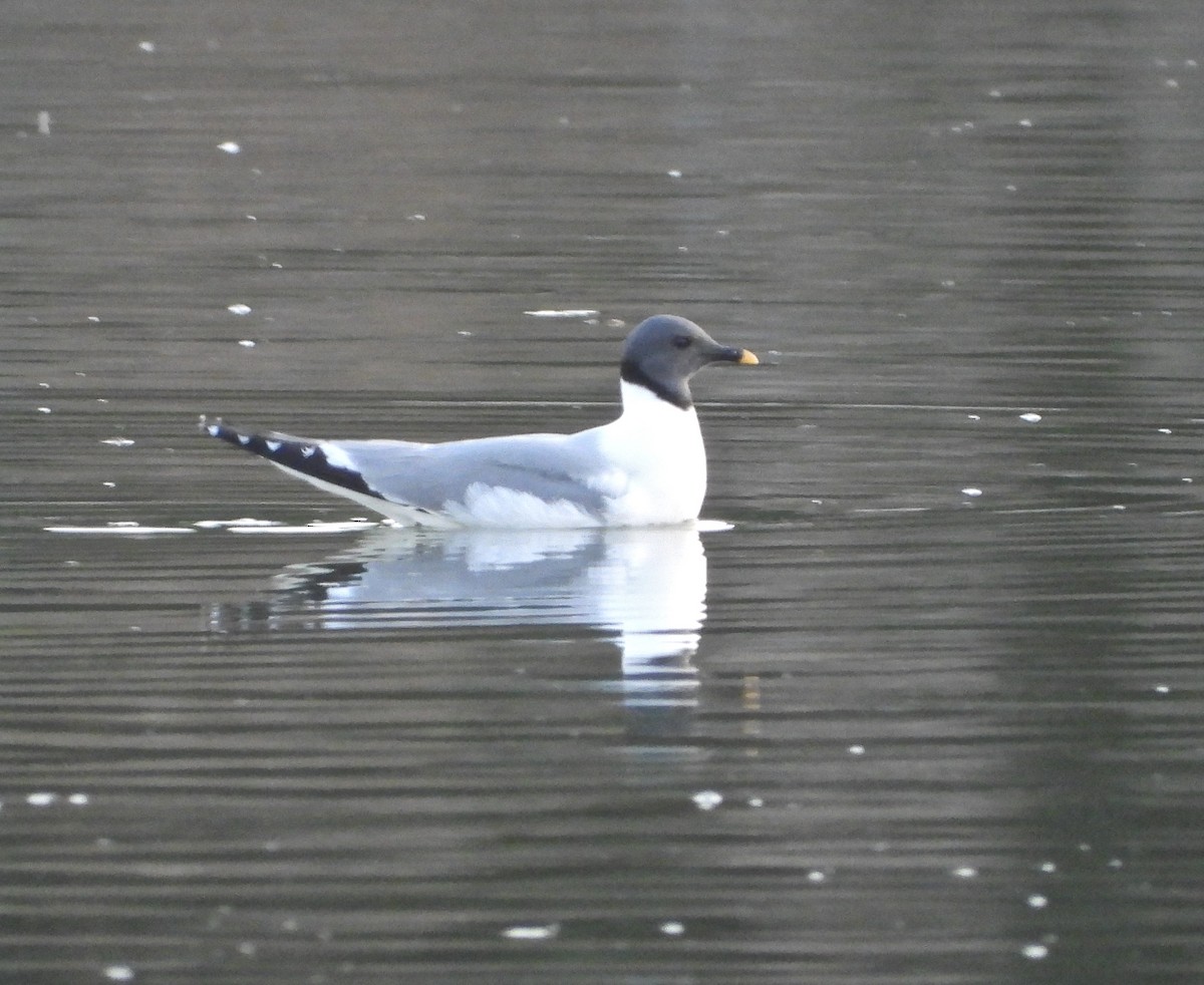 Sabine's Gull - Pair of Wing-Nuts