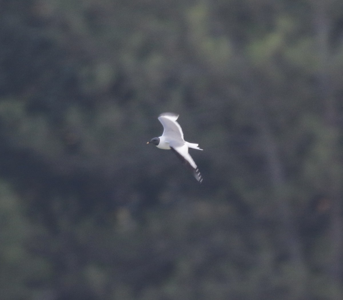 Sabine's Gull - Pair of Wing-Nuts