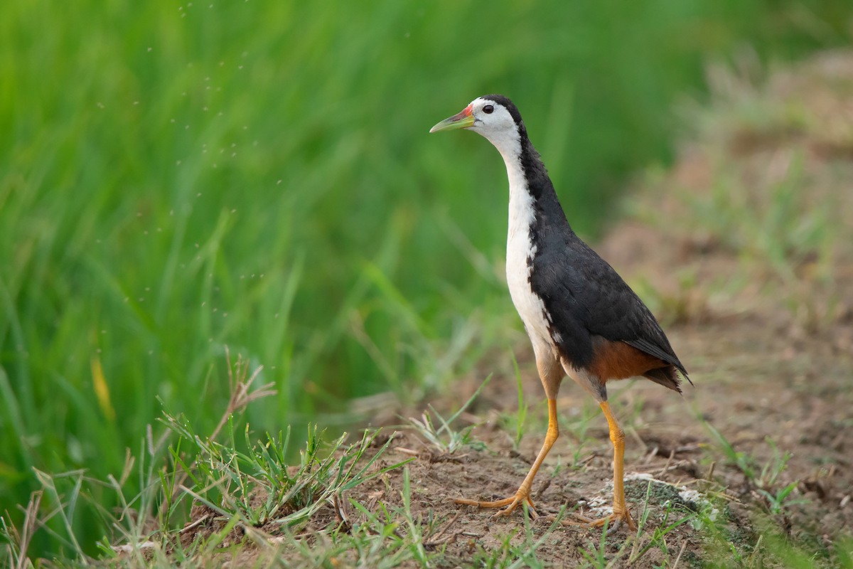 White-breasted Waterhen - Ayuwat Jearwattanakanok