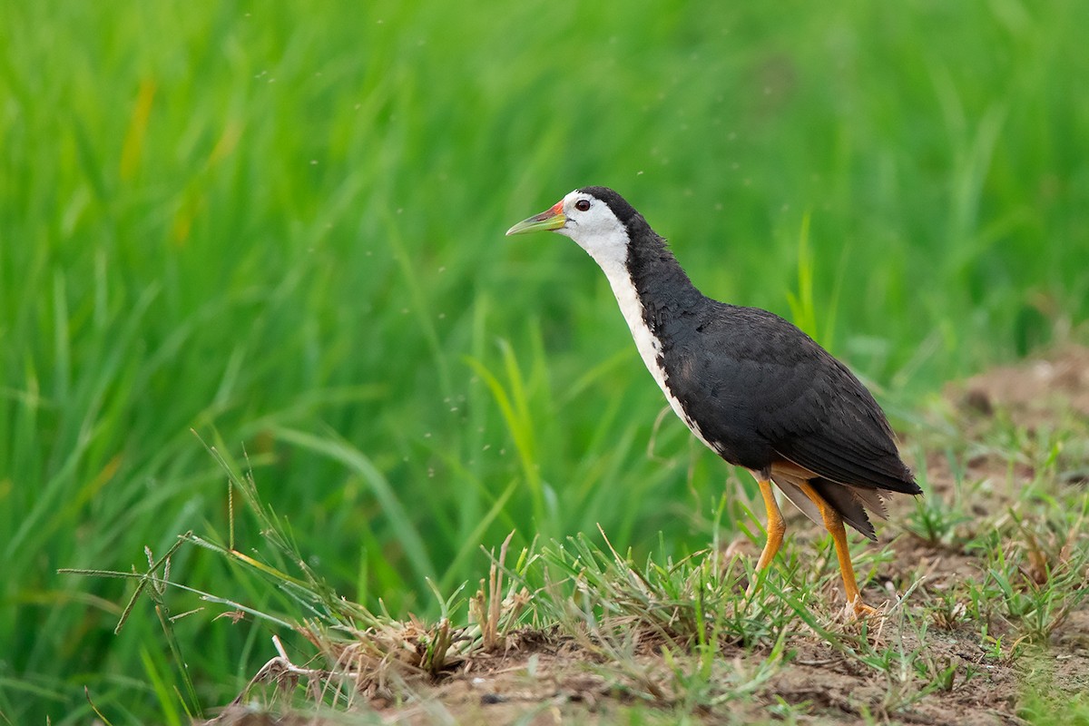 White-breasted Waterhen - ML364787071