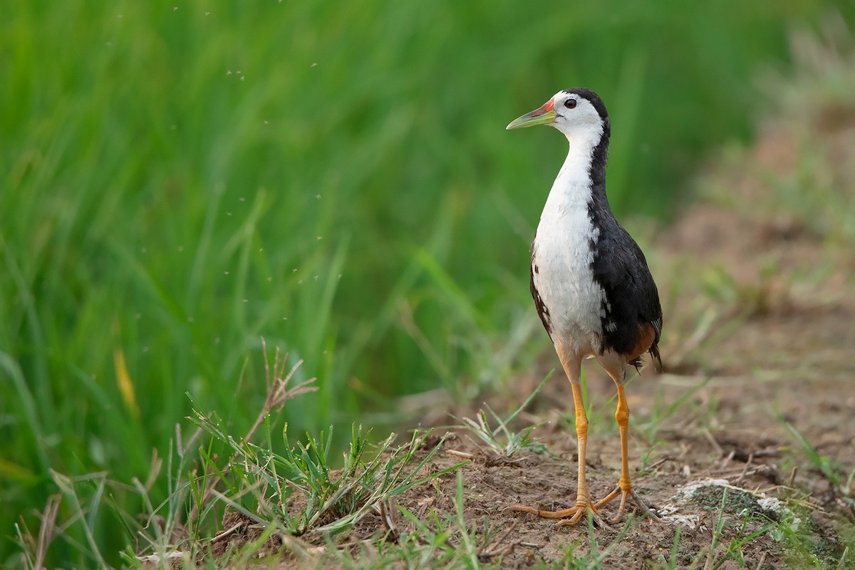 White-breasted Waterhen - ML364787081