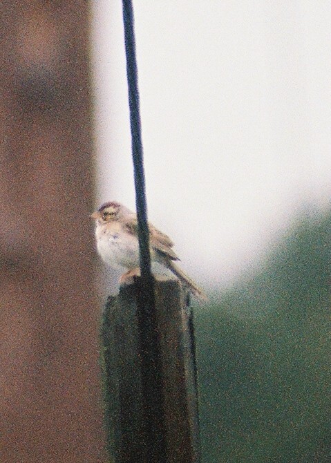 Clay-colored Sparrow - ML364787971