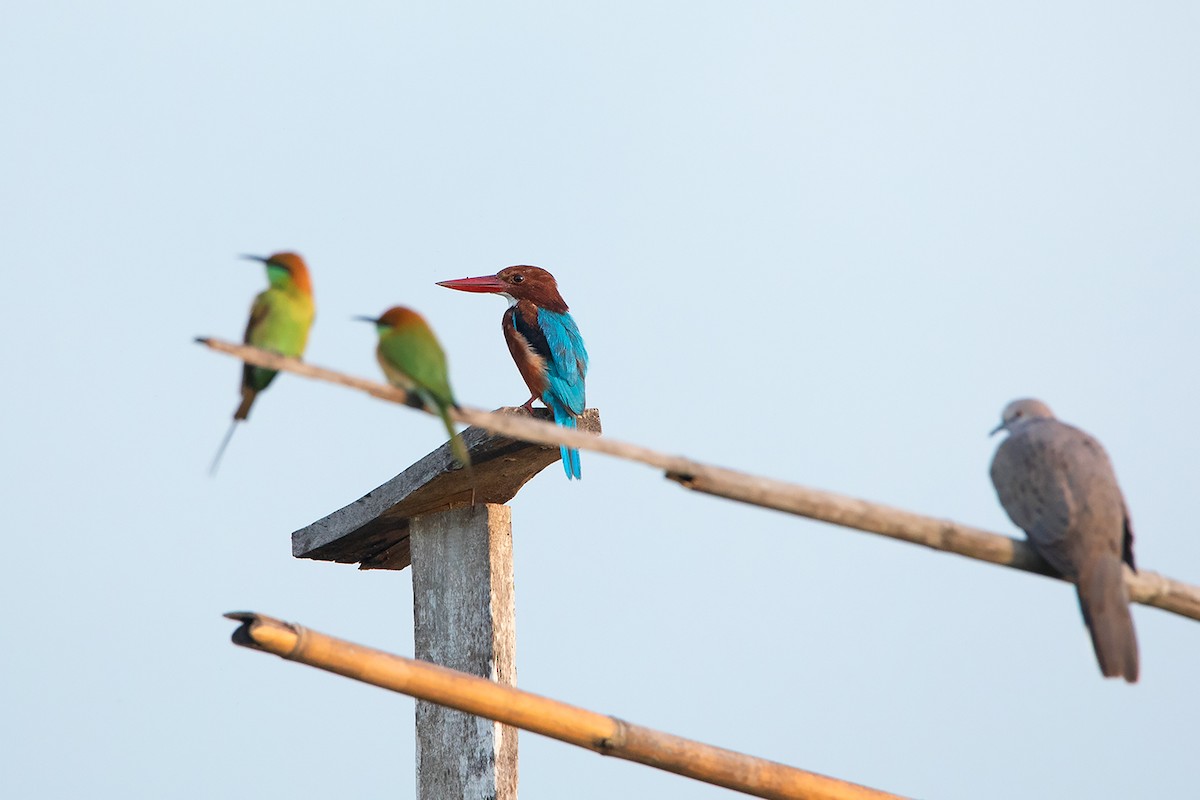 White-throated Kingfisher - ML364788091