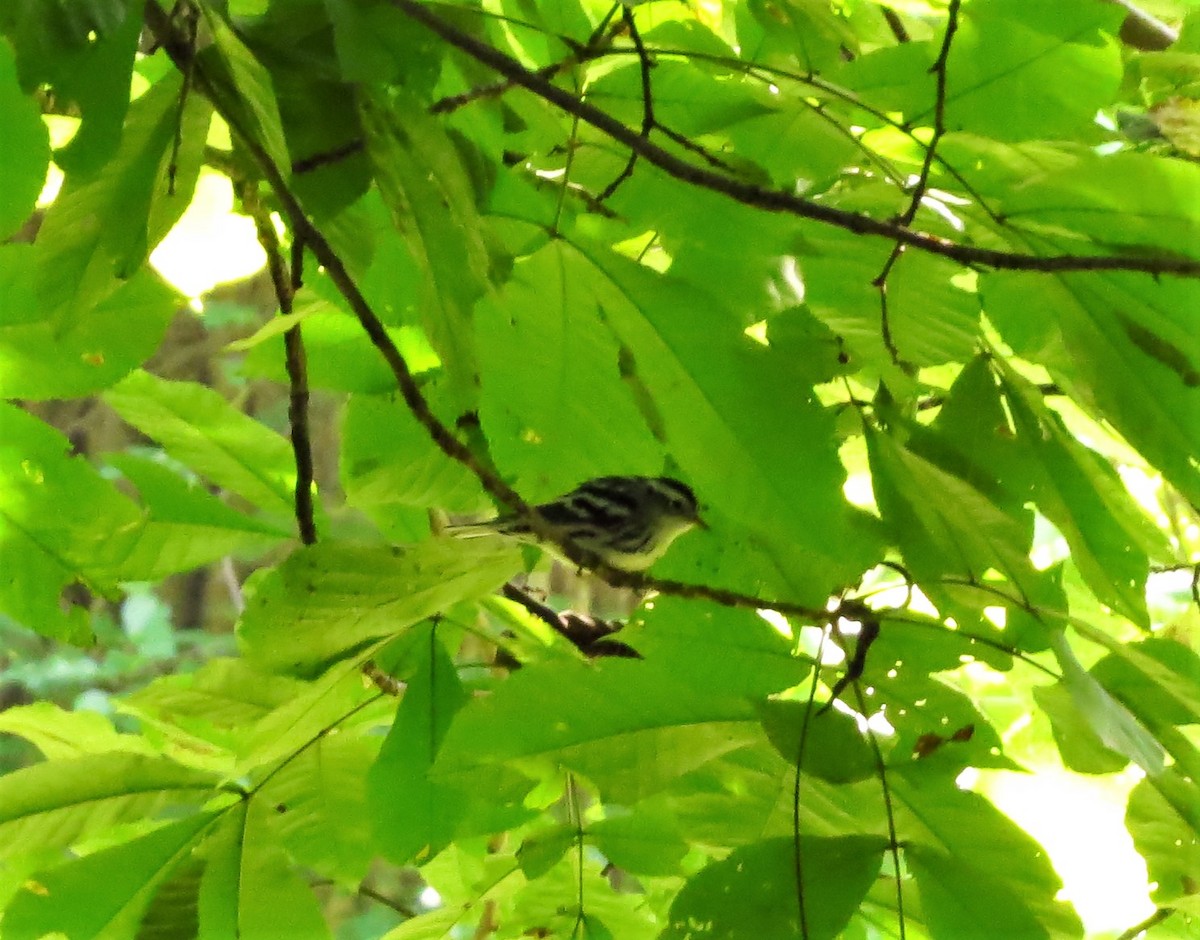 Black-and-white Warbler - ML364788301