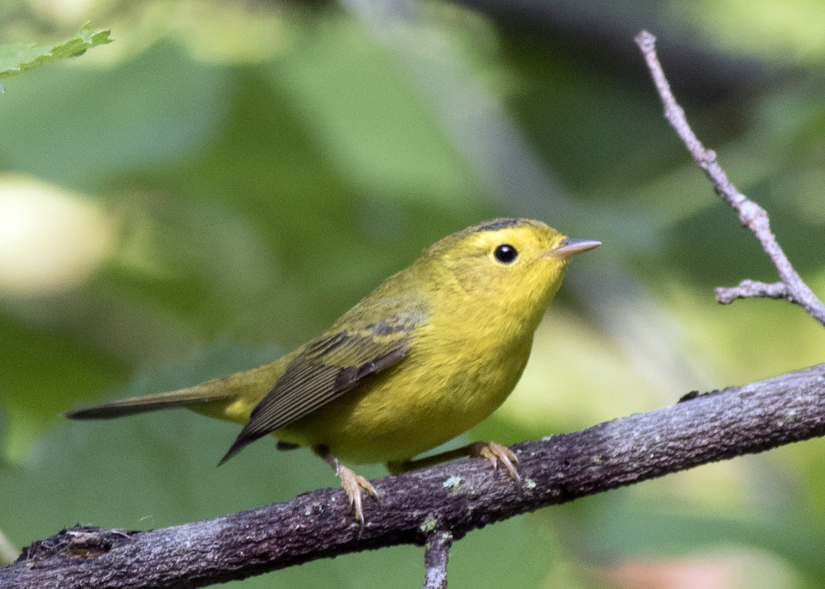 Wilson's Warbler - ML364789281