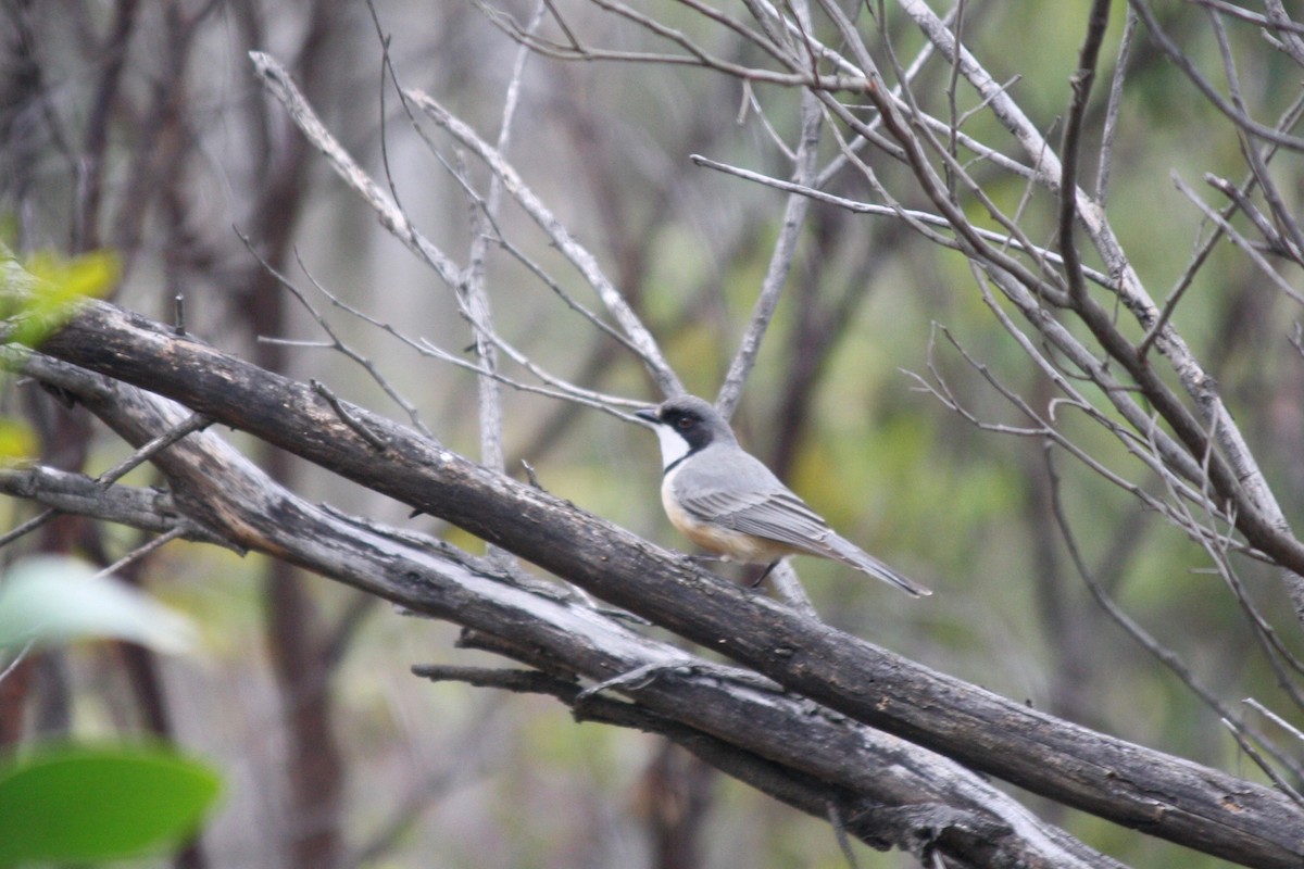 Rufous Whistler - ML36478961