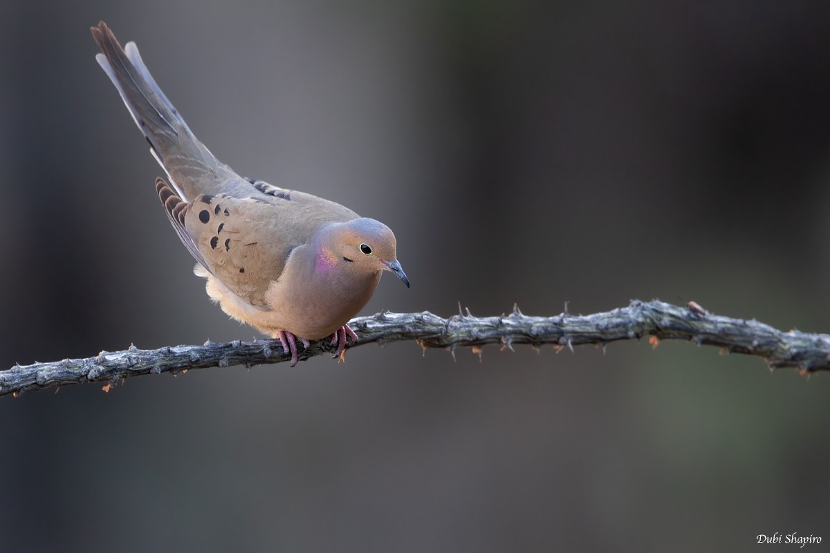 Mourning Dove - ML364790401