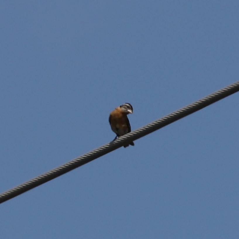 Black-headed Grosbeak - ML364790671