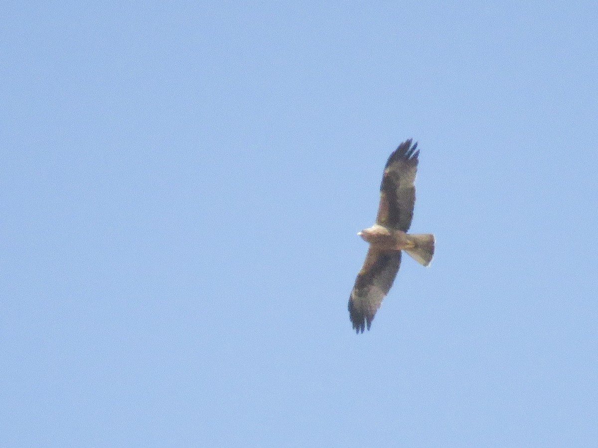 Booted Eagle - Dorna Mojab