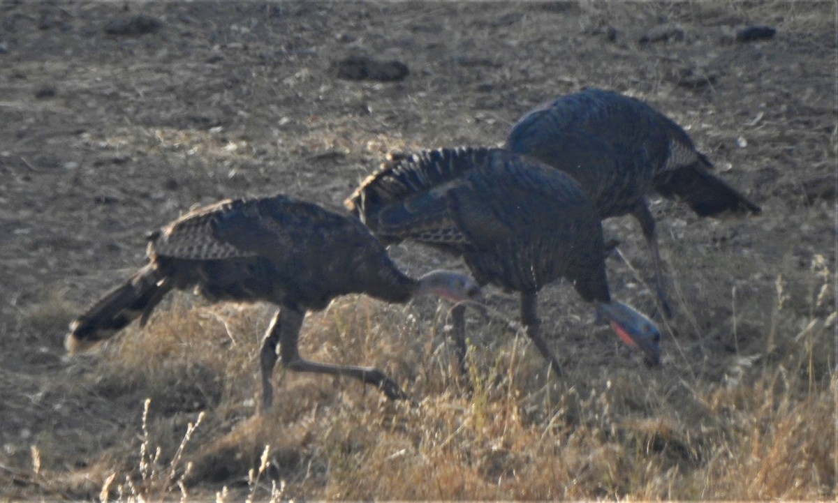 Wild Turkey - Karen McClure