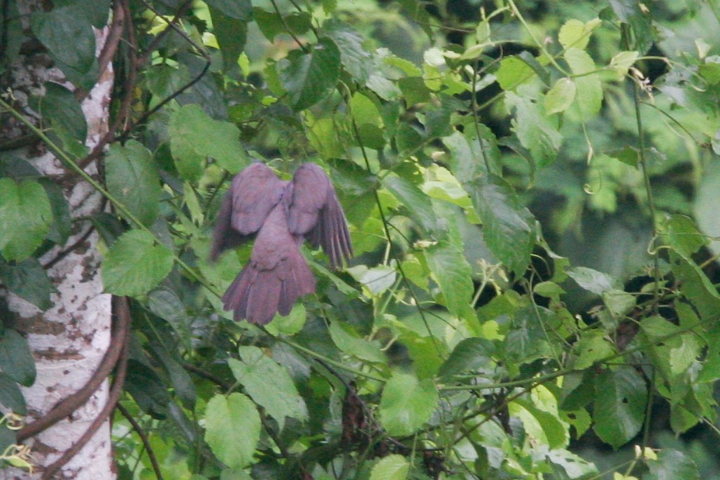 Ruddy Pigeon (Ruddy) - Nathan Goldberg