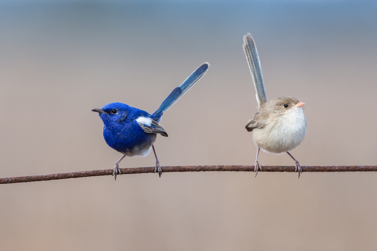 White-winged Fairywren - David Southall