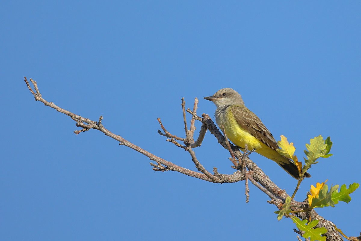 Western Kingbird - ML364799651