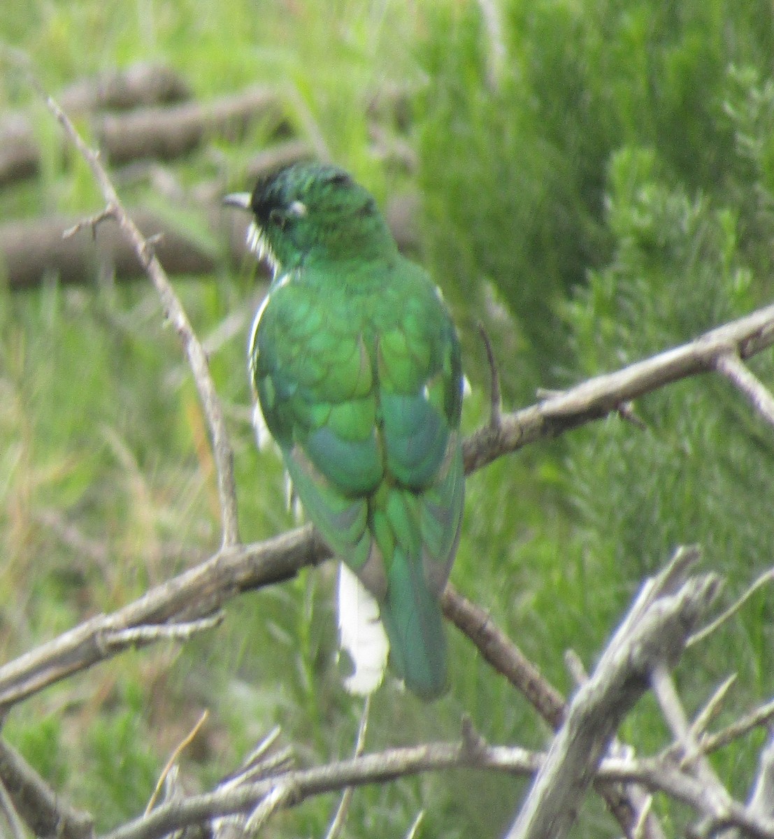 Klaas's Cuckoo - ML364799901