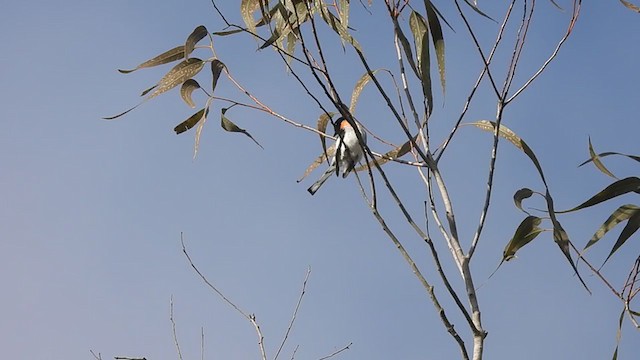 Weißbauch-Mennigvogel - ML364802121