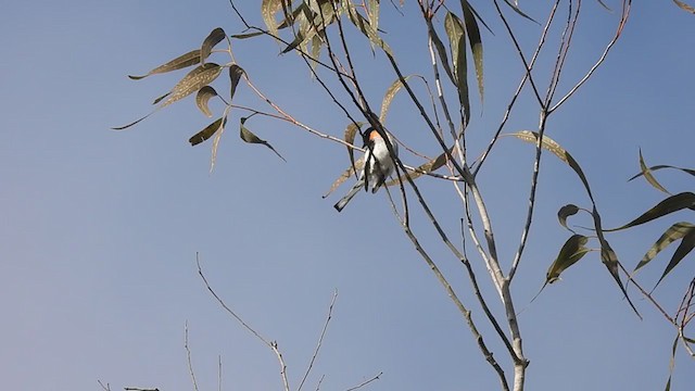 Minivet Ventriblanco - ML364802121