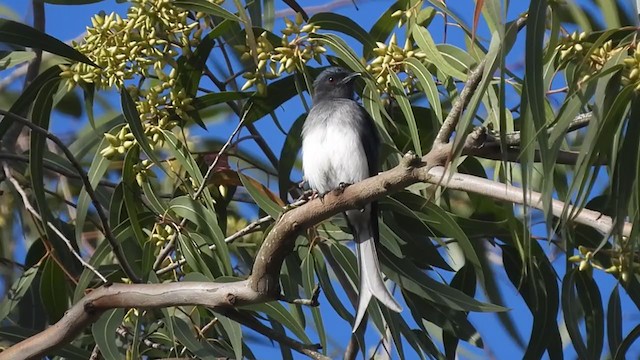 White-bellied Drongo - ML364802511
