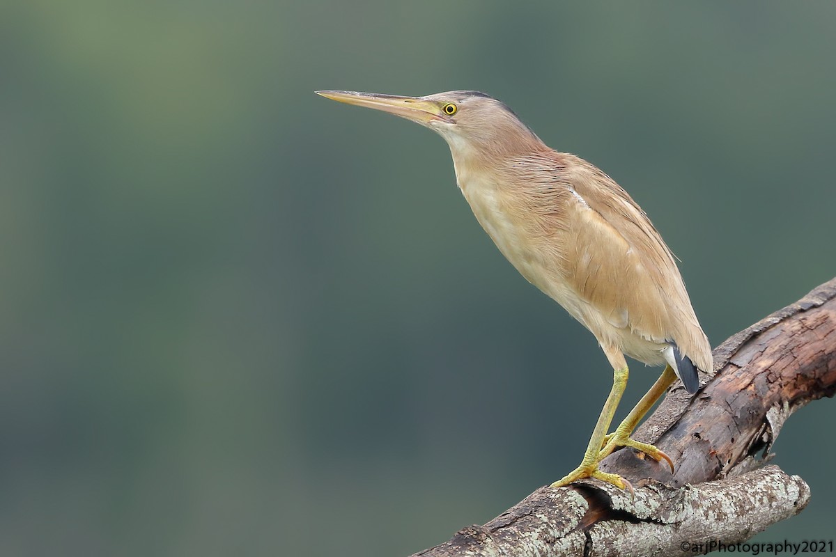 Yellow Bittern - Rahul  Singh