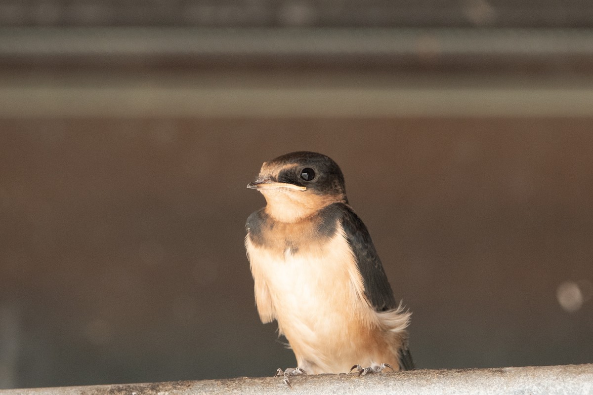 Barn Swallow - David Olsen