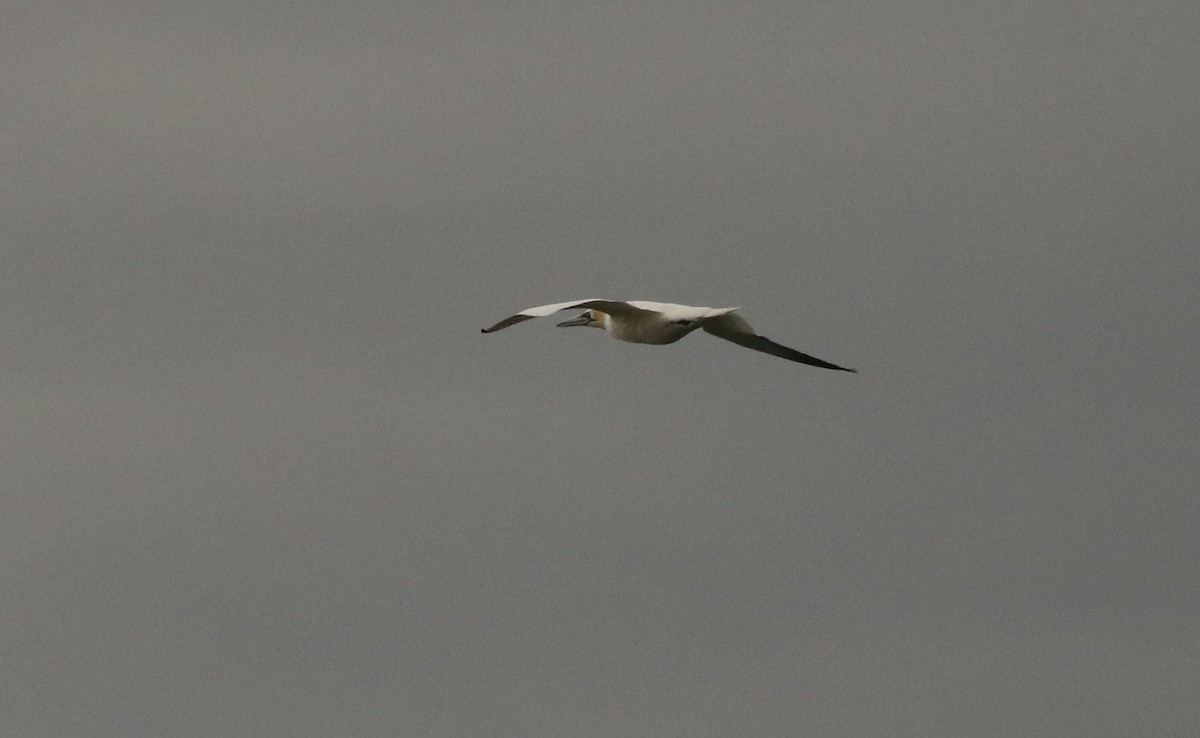 Northern Gannet - ML364805431